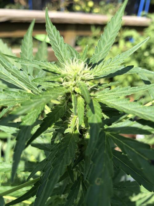 Pine Auto Outdoor Spring 26'. Week 5