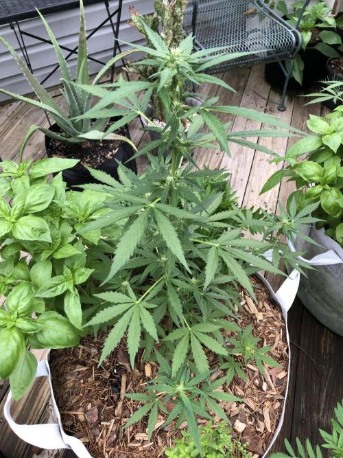 Big Jack Auto Outdoor Spring 26'. Week 5