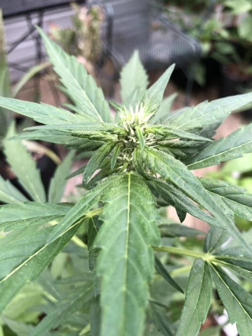 Big Jack Auto Outdoor Spring 26'. Week 5