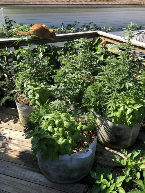 Big Jack Auto Outdoor Spring 26'. Week 5