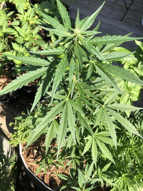 Big Jack Auto Outdoor Spring 26'. Week 5