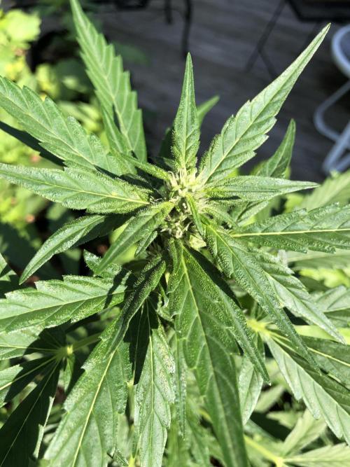 Big Jack Auto Outdoor Spring 26'. Week 5