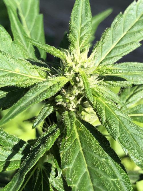 Big Jack Auto Outdoor Spring 26'. Week 5