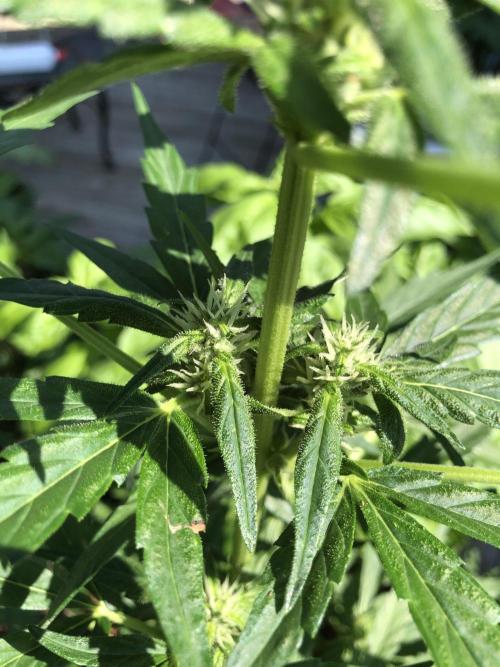 Big Jack Auto Outdoor Spring 26'. Week 5