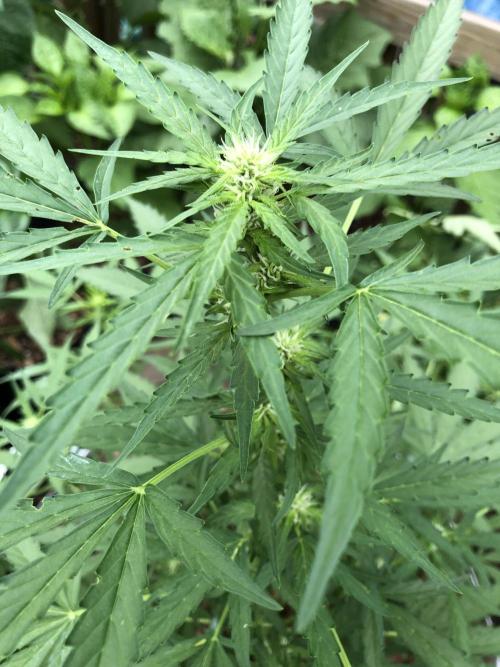 Maui Wowie Auto Outdoor Spring 26'. Week 5