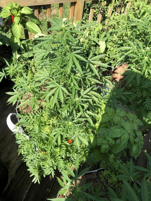 Maui Wowie Auto Outdoor Spring 26'. Week 5