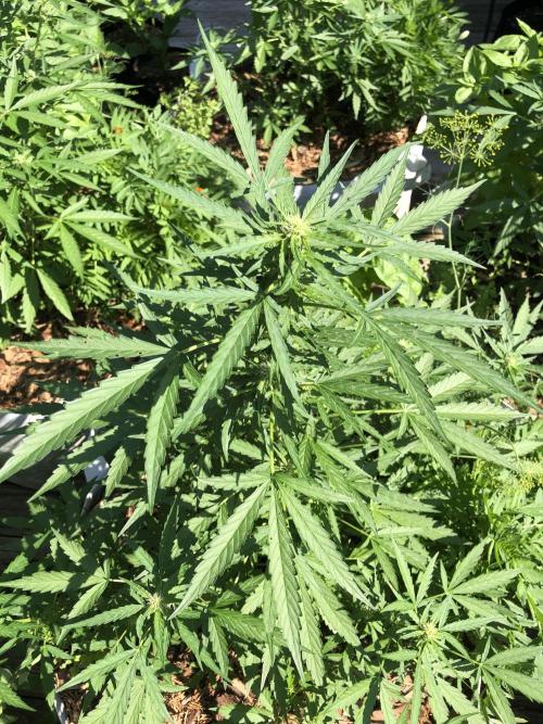 Maui Wowie Auto Outdoor Spring 26'. Week 5