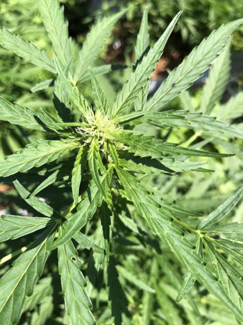 Maui Wowie Auto Outdoor Spring 26'. Week 5