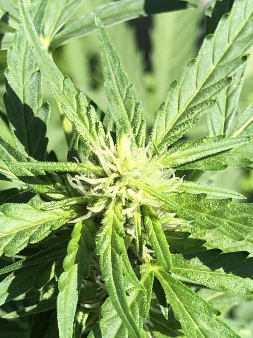 Maui Wowie Auto Outdoor Spring 26'. Week 5