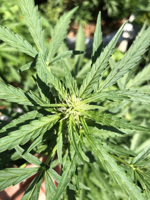 Maui Wowie Auto Outdoor Spring 26'. Week 5