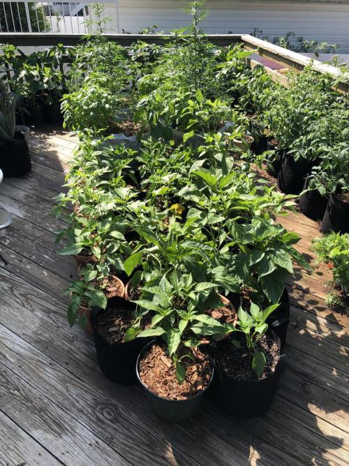 Maui Wowie Auto Outdoor Spring 26'. Week 5