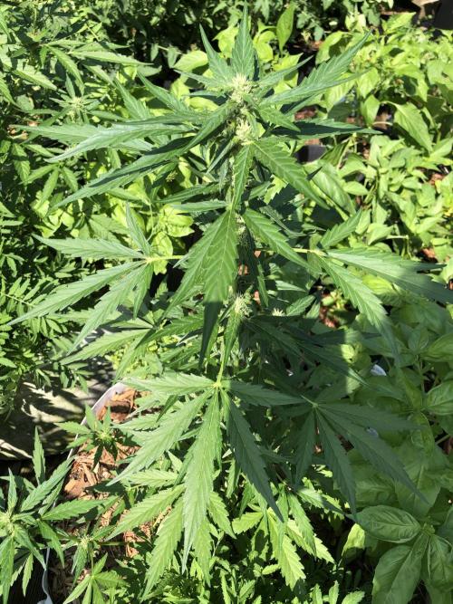 Maui Wowie Auto Outdoor Spring 26'. Week 5