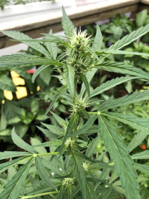 OG Kush Auto Outdoor Spring 26". Week 5