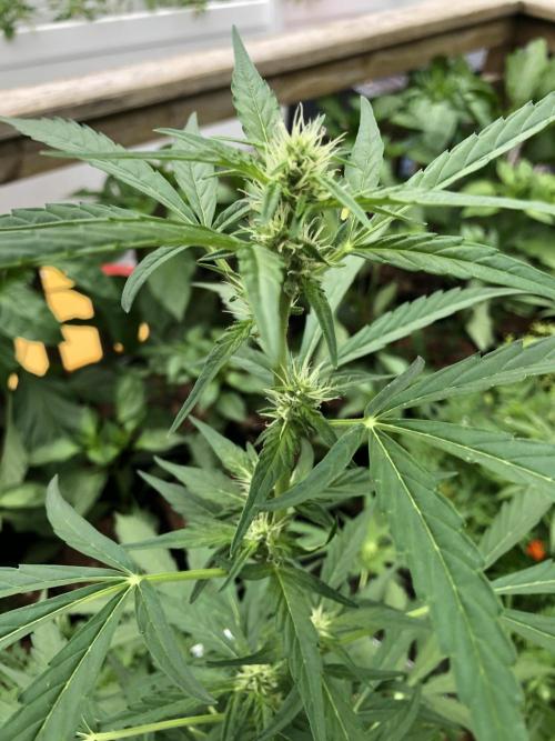 OG Kush Auto Outdoor Spring 26". Week 5