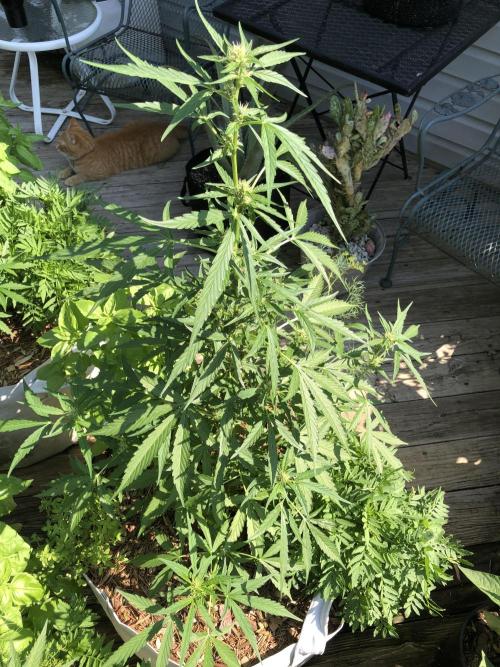 OG Kush Auto Outdoor Spring 26". Week 5
