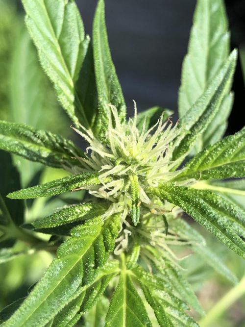 OG Kush Auto Outdoor Spring 26". Week 5
