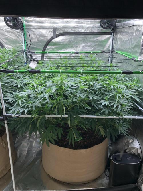 White Domina Kannabia Indoor Spring 26. Week 11