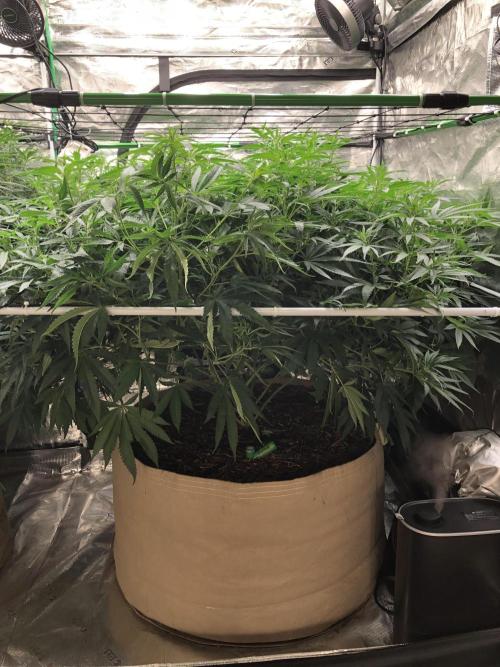 White Domina Kannabia Indoor Spring 26. Week 11