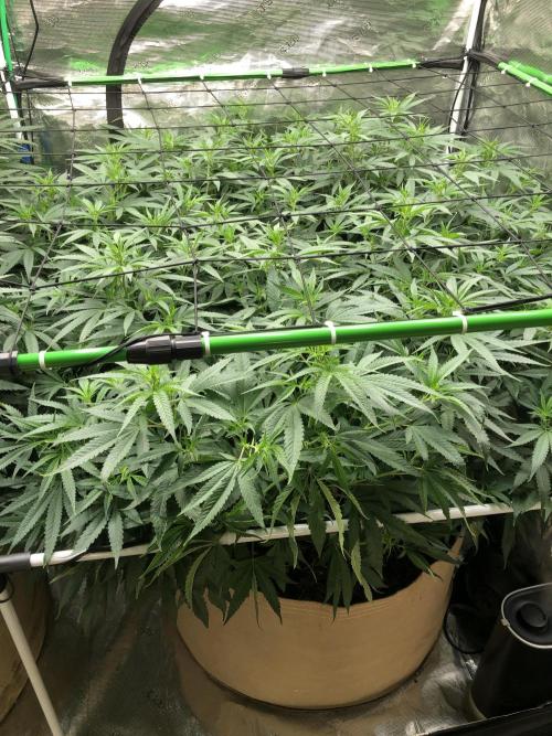 White Domina Kannabia Indoor Spring 26. Week 11