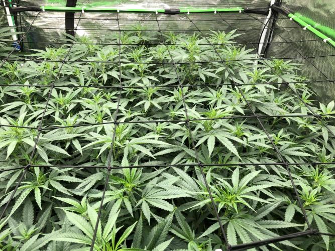 White Domina Kannabia Indoor Spring 26. Week 11