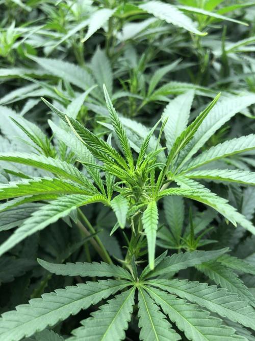 White Domina Kannabia Indoor Spring 26. Week 11