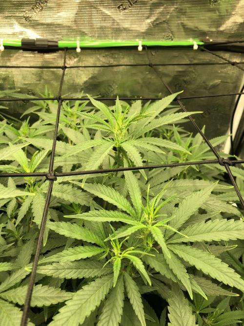White Domina Kannabia Indoor Spring 26. Week 11
