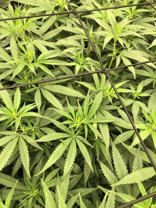 White Domina Kannabia Indoor Spring 26. Week 11