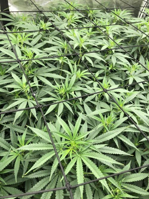 White Domina Kannabia Indoor Spring 26. Week 11