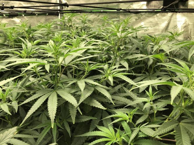 White Domina Kannabia Indoor Spring 26. Week 11