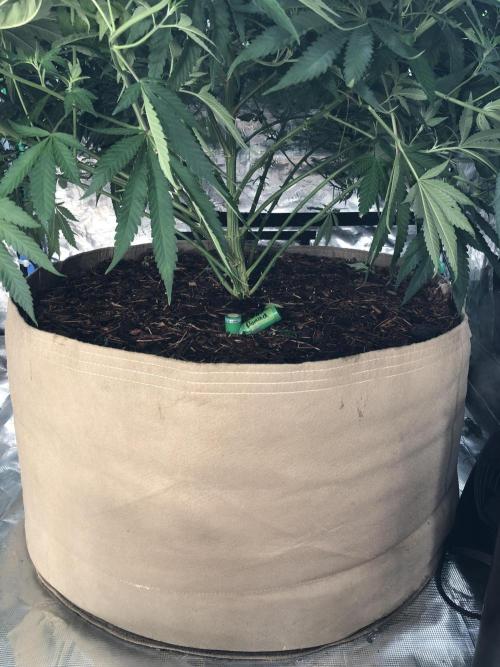 White Domina Kannabia Indoor Spring 26. Week 11