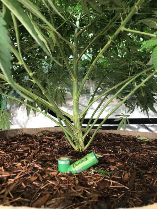 White Domina Kannabia Indoor Spring 26. Week 11