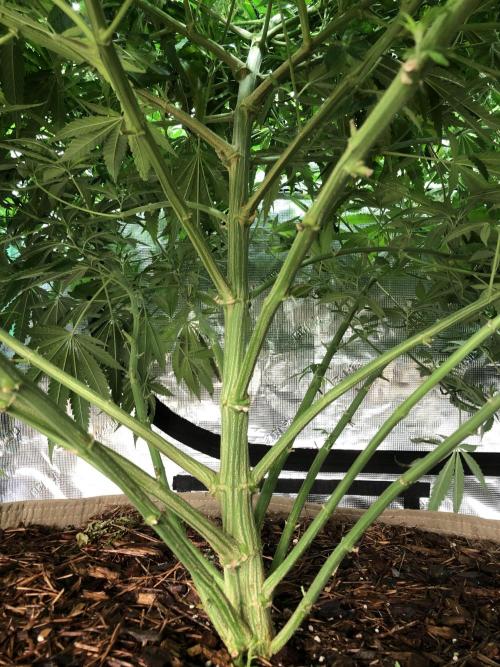 White Domina Kannabia Indoor Spring 26. Week 11