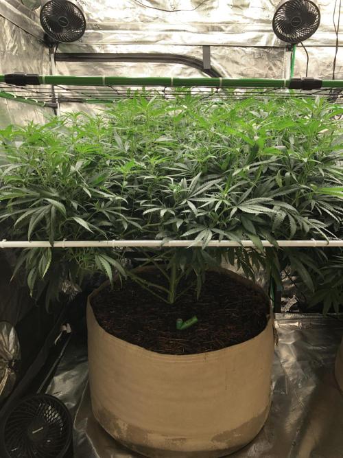 Critical Purple Kush Seedsman Indoor. Week 11