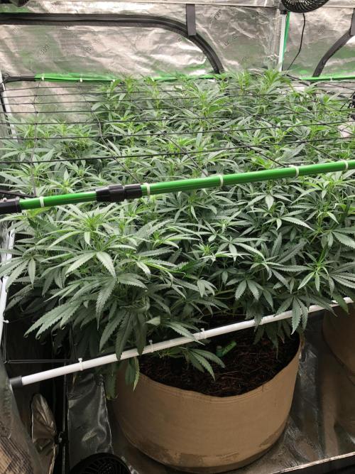 Critical Purple Kush Seedsman Indoor. Week 11