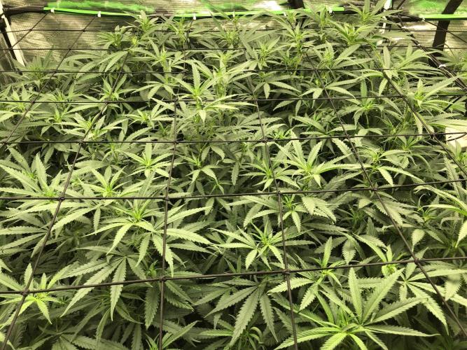 Critical Purple Kush Seedsman Indoor. Week 11