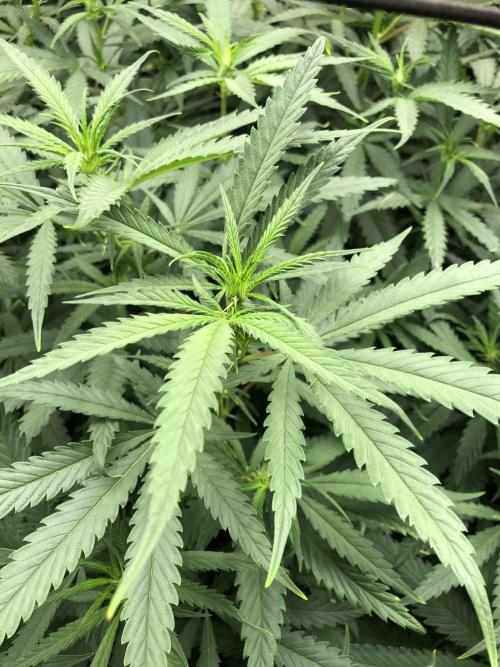 Critical Purple Kush Seedsman Indoor. Week 11