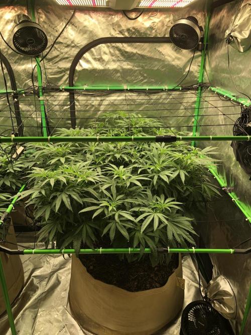 Colombian Jack Kannabia Indoor Spring 26. Week 11