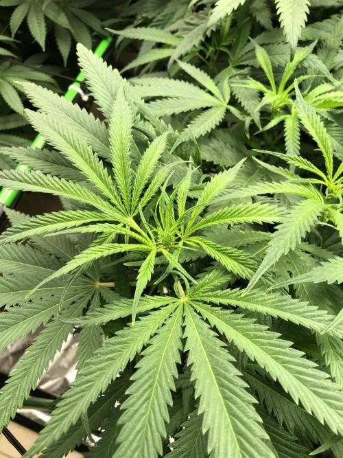 Colombian Jack Kannabia Indoor Spring 26. Week 11