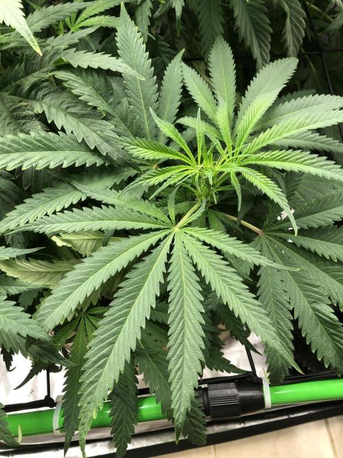 Colombian Jack Kannabia Indoor Spring 26. Week 11