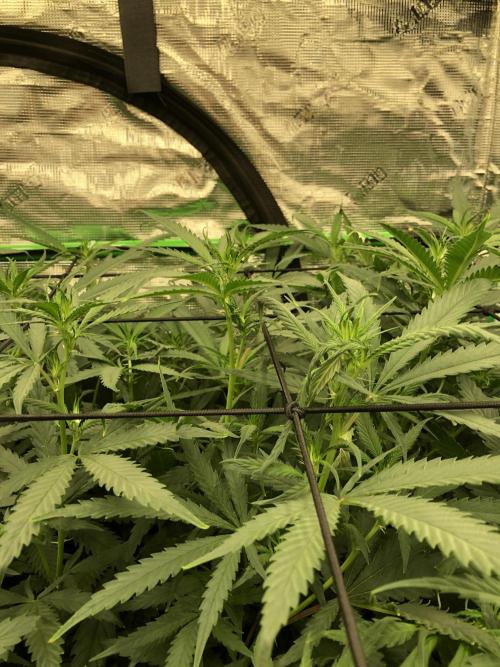 Critical Purple Kush Seedsman Indoor. Week 11
