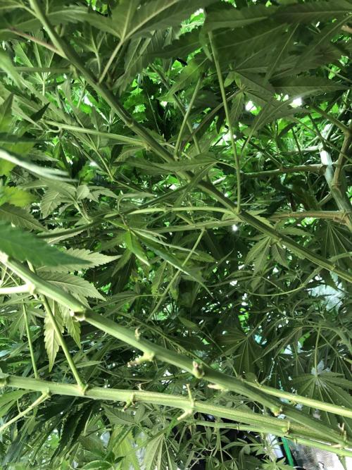 White Domina Kannabia Indoor Spring 26. Week 11