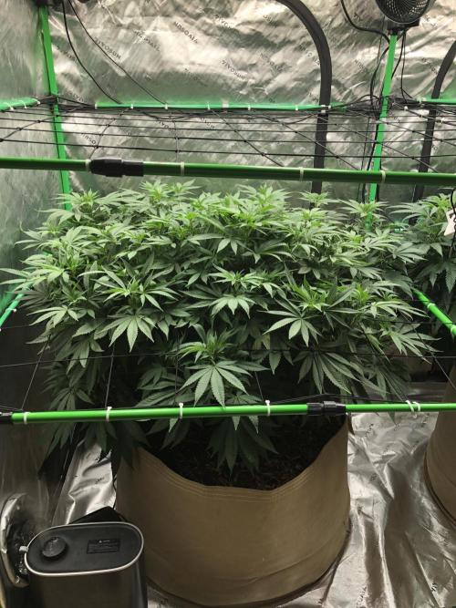 Karibbean Mango Indoor Spring 26. Week 10