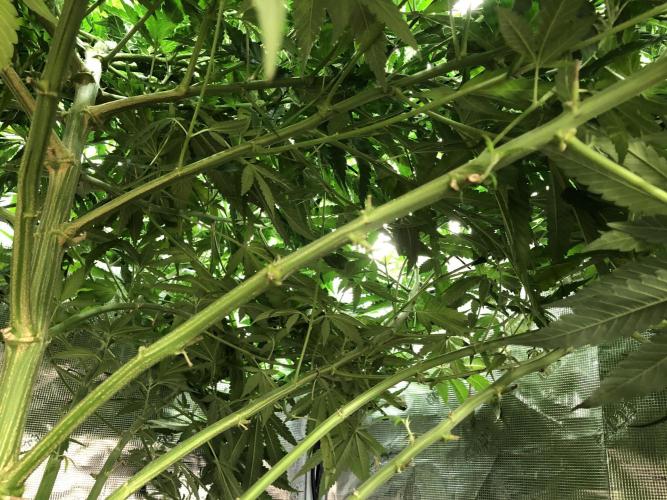 White Domina Kannabia Indoor Spring 26. Week 11