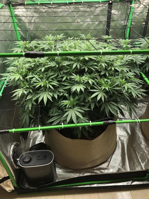 Karibbean Mango Indoor Spring 26. Week 10