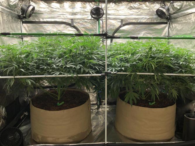 White Domina Kannabia Indoor Spring 26. Week 11