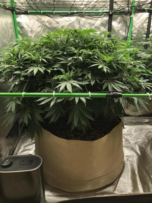 Karibbean Mango Indoor Spring 26. Week 10