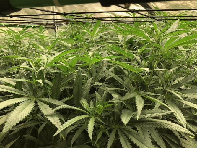 Critical Purple Kush Seedsman Indoor. Week 11