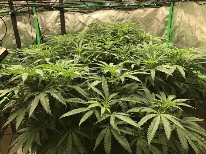 Colombian Jack Kannabia Indoor Spring 26. Week 11