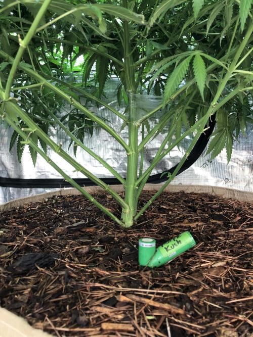 Critical Purple Kush Seedsman Indoor. Week 11