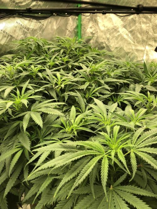 Colombian Jack Kannabia Indoor Spring 26. Week 11